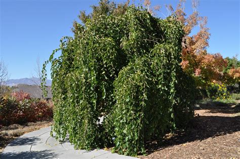 chaparral weeping mulberry tree.